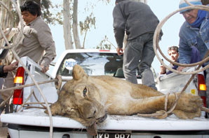 Ana María no descartó echar al culpable del escape de la leona Ana María no descartó echar al culpable del escape de la leona