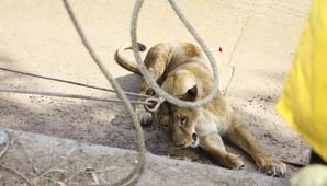 Ana María: “Cerrar el Parque Faunístico sería apresurado” Ana María: “Cerrar el Parque Faunístico sería apresurado”