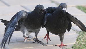 Córdoba estudia alimentar a menores carenciados con palomas Córdoba estudia alimentar a menores carenciados con palomas