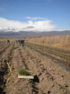 Amplían la red de zonas de producción con hortalizas Amplían la red de zonas de producción con hortalizas