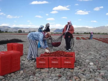 Se produce sólo el 65% de la demanda nacional Se produce sólo el 65% de la demanda nacional