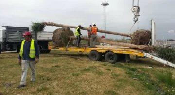Acceso Sur: pusieron flores y palmeras en dos rotondas Acceso Sur: pusieron flores y palmeras en dos rotondas