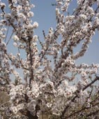 Para defenderse mejor de heladas, usan variedades de cáscara dura Para defenderse mejor de heladas, usan variedades de cáscara dura