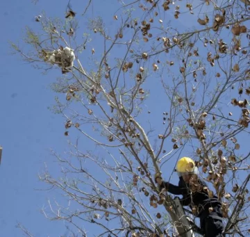 Una gata esperó su rescate 3 días y terminó fracturada Una gata esperó su rescate 3 días y terminó fracturada