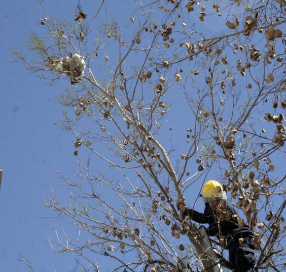Una gata esperó su rescate 3 días y terminó fracturada Una gata esperó su rescate 3 días y terminó fracturada
