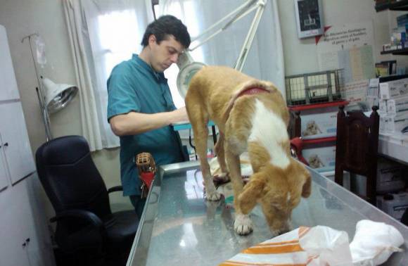 Entraron en Facebook y lograron duplicar los rescates de animales Entraron en Facebook y lograron duplicar los rescates de animales