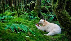 Naturaleza increíble Naturaleza increíble