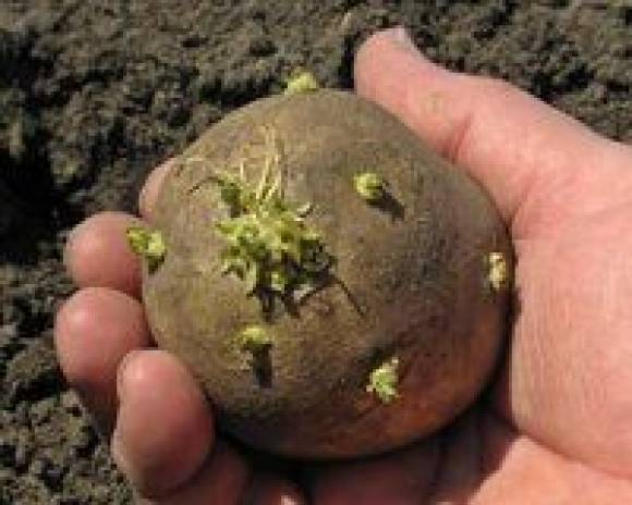 Quieren incrementar la producción de semilla de papa en 2 comunas Quieren incrementar la producción de semilla de papa en 2 comunas