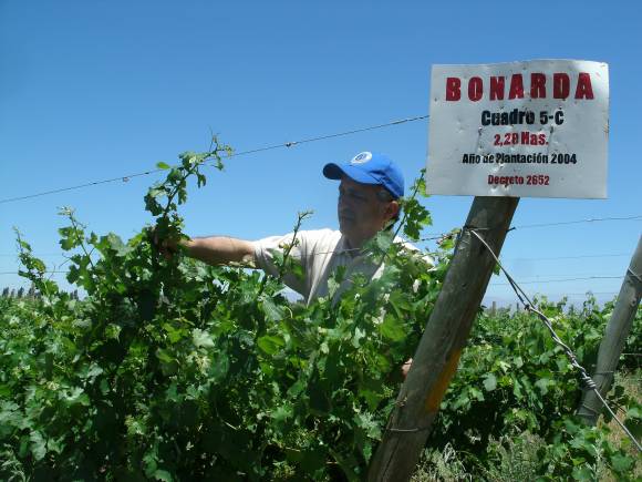 Varietal Bonarda: una uva tinta con aptitud para vinos de corte Varietal Bonarda: una uva tinta con aptitud para vinos de corte