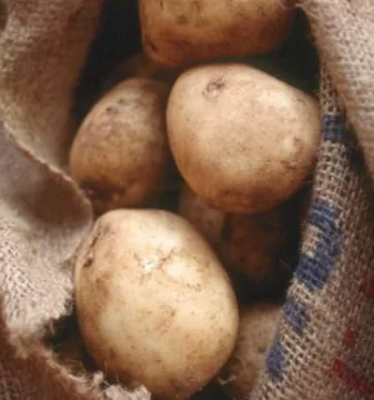 La papa no se salvó del agua La papa no se salvó del agua