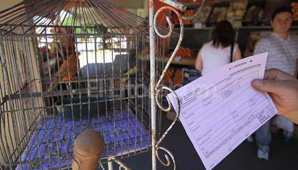 Multaron a un canario Multaron a un canario