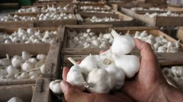 Ajo: por escasez de cosechadores, se pagó un 65% más Ajo: por escasez de cosechadores, se pagó un 65% más