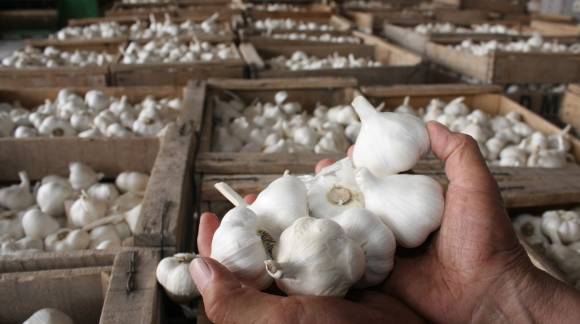 Ajo: por escasez de cosechadores, se pagó un 65% más Ajo: por escasez de cosechadores, se pagó un 65% más