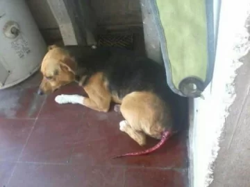 Para vengarse, le despellejaron la cola a una perra con una navaja Para vengarse, le despellejaron la cola a una perra con una navaja