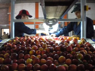 Fruta de carozo local va a mercado interno Fruta de carozo local va a mercado interno