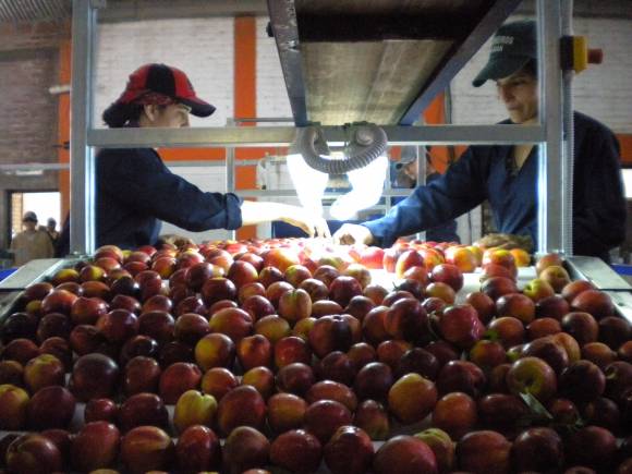 Fruta de carozo local va a mercado interno Fruta de carozo local va a mercado interno