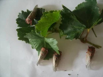 “Chicharrita de la vid”, la plaga que vuelve a atacar los viñedos “Chicharrita de la vid”, la plaga que vuelve a atacar los viñedos