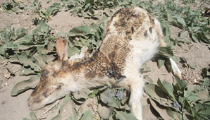 Unos 20 animales murieron por un incendio en 25 de Mayo Unos 20 animales murieron por un incendio en 25 de Mayo