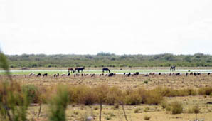 San Juan firmó un convenio para la recuperación de las Lagunas de Guanacache San Juan firmó un convenio para la recuperación de las Lagunas de Guanacache