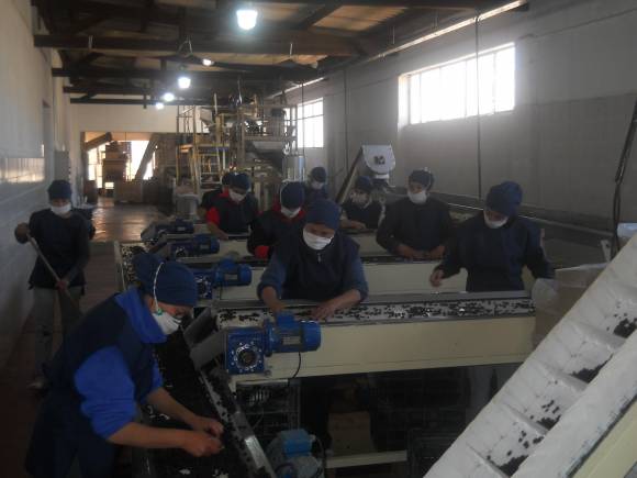 Comenzó la cosecha y el secado de uva para pasa en San Juan Comenzó la cosecha y el secado de uva para pasa en San Juan