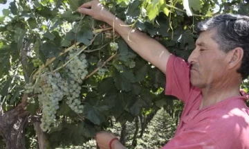 Granizó otra vez y afectó a cinco zonas productivas Granizó otra vez y afectó a cinco zonas productivas