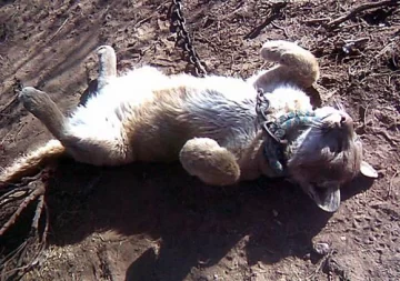 Rescatan un puma a menos de diez cuadras del centro Rescatan un puma a menos de diez cuadras del centro