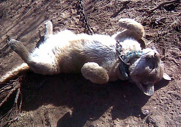 Rescatan un puma a menos de diez cuadras del centro Rescatan un puma a menos de diez cuadras del centro