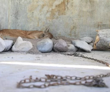 La puma va a quedar en el Faunístico definitivamente La puma va a quedar en el Faunístico definitivamente