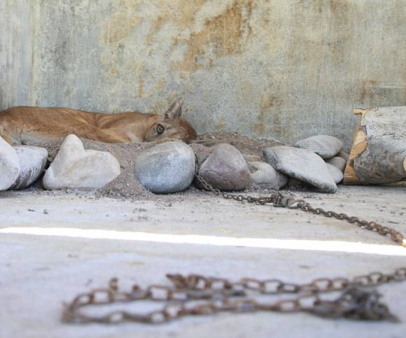 La puma va a quedar en el Faunístico definitivamente La puma va a quedar en el Faunístico definitivamente