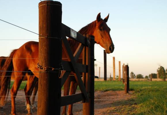 Moderno centro de transferencia para caballos en Río Cuarto Moderno centro de transferencia para caballos en Río Cuarto