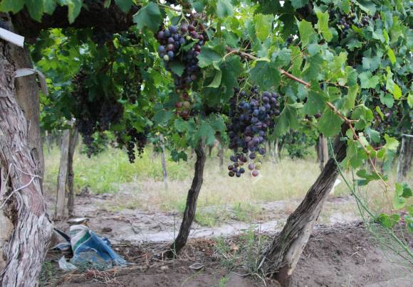 El INTA alertó sobre focos de pudrición en viñedos