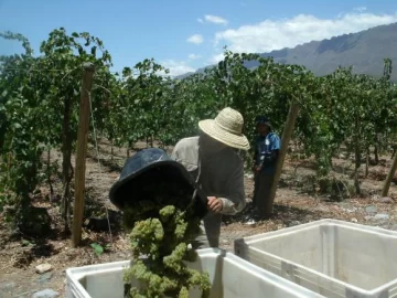 Nuevos cambios estructurales en la vitivinicultura sanjuanina Nuevos cambios estructurales en la vitivinicultura sanjuanina