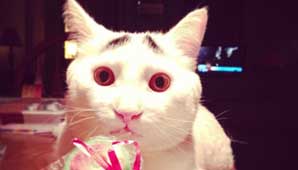 El gato con cejas El gato con cejas