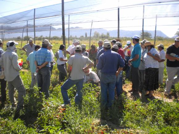 I Día de Campo de Tomate para Industria I Día de Campo de Tomate para Industria