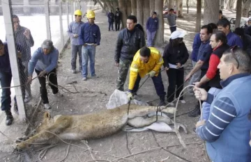 Dicen que el puma no era un animal salvaje Dicen que el puma no era un animal salvaje
