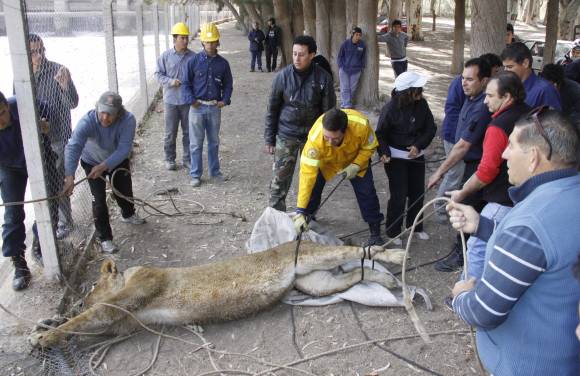 Dicen que el puma no era un animal salvaje Dicen que el puma no era un animal salvaje