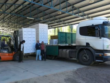 Primer envío de ajo calingastino Primer envío de ajo calingastino