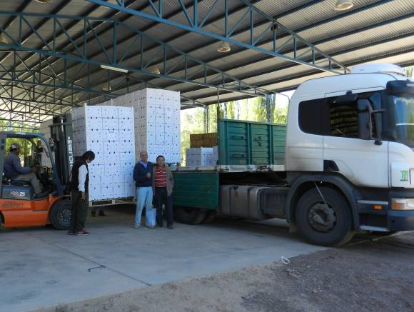 Primer envío de ajo calingastino Primer envío de ajo calingastino