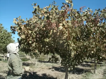 Una buena cosecha se espera para el cultivo del pistacho en San Juan Una buena cosecha se espera para el cultivo del pistacho en San Juan