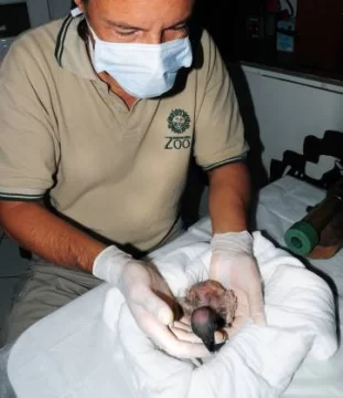 Seguirán el desarrollo de un cóndor con webcam Seguirán el desarrollo de un cóndor con webcam