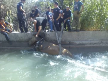 Intenso operativo de 3 h para rescatar a una yegua Intenso operativo de 3 h para rescatar a una yegua