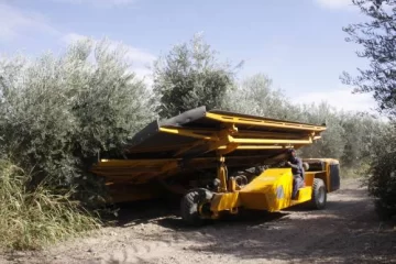 Avanza la mecanización de la cosecha en aceituna conservera Avanza la mecanización de la cosecha en aceituna conservera
