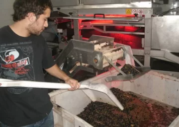 Las uvas tintas recuperan el precio del año pasado Las uvas tintas recuperan el precio del año pasado