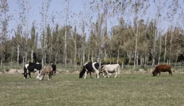 Jáchal: destraban fondos para culminar el matadero Jáchal: destraban fondos para culminar el matadero