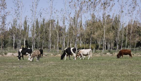 Jáchal: destraban fondos para culminar el matadero Jáchal: destraban fondos para culminar el matadero