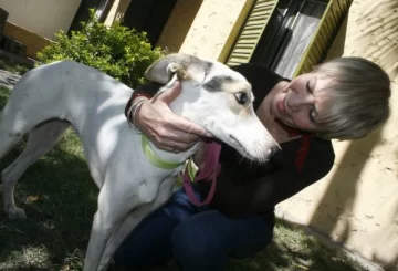 Perra pintada: la rescatan, curan y le buscan un hogar Perra pintada: la rescatan, curan y le buscan un hogar