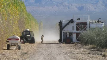 San Juan: 40% más de aceituna aceitera en olivares productivos San Juan: 40% más de aceituna aceitera en olivares productivos