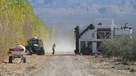 San Juan: 40% más de aceituna aceitera en olivares productivos San Juan: 40% más de aceituna aceitera en olivares productivos