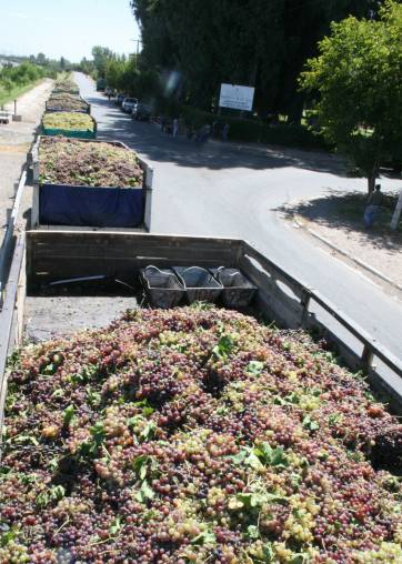 Polémica por los subsidios para mosto del 2012 Polémica por los subsidios para mosto del 2012
