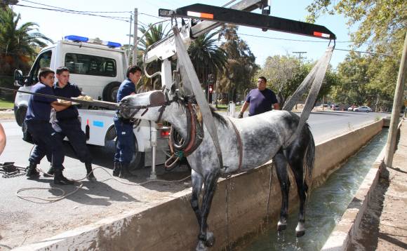 Caen al canal con la yegua, por un choque Caen al canal con la yegua, por un choque